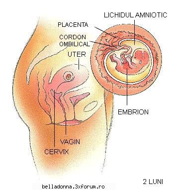 evolutia sarcinii sapt 1-13 saptamana 8-aadica saptamani dupa taumasura taliei tale poate inceapa