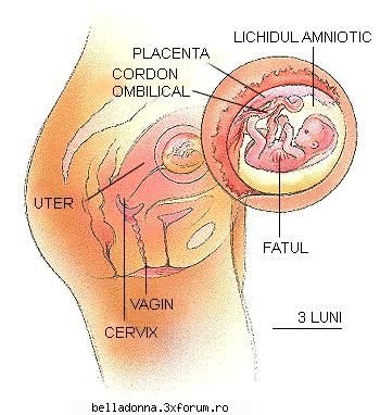 evolutia sarcinii sapt 1-13 saptamana 11-aai inceput practici kegel? este bine inveti faci cate zi.