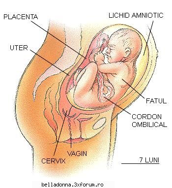 evolutia sarcinii 28-40 saptamani. 3-lea 28-ate gandesti nume? exista carti sau chiar internet poti