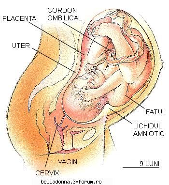 evolutia sarcinii 28-40 saptamani. saptamana 37-aiti este greu mai astepti? acum intelegi spunea