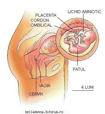 Evolutia sarcinii sapt. 14-27 - SAPTAMANA a 16-a E momentul sa te gandesti la - Burtici