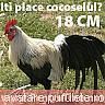 Hai sa petrecem ...[3] - Crina - Cufarul cu subiecte