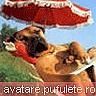 Hai sa petrecem ...[3] - Crina - Cufarul cu subiecte