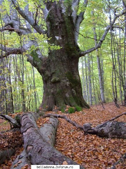 Hai sa petrecem ...[3] - Crina - Cufarul cu subiecte
