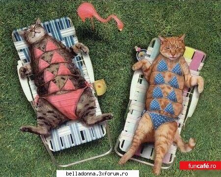 Hai sa petrecem [7] - Crina - Cufarul cu subiecte