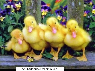 Hai sa petrecem [7] - Trei ratuste joaca-n iarba: -Baba � oarba! Baba � - Cufarul cu subiecte