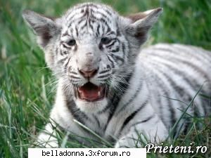 Hai sa petrecem...[8] - IuLiAnA - Cufarul cu subiecte