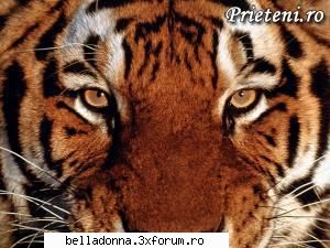 Hai sa petrecem...[8] - IuLiAnA - Cufarul cu subiecte