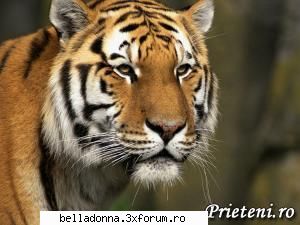 Hai sa petrecem...[8] - IuLiAnA - Cufarul cu subiecte