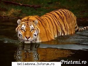 Hai sa petrecem...[8] - IuLiAnA - Cufarul cu subiecte