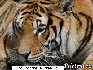 Hai sa petrecem...[8] - IuLiAnA - Cufarul cu subiecte