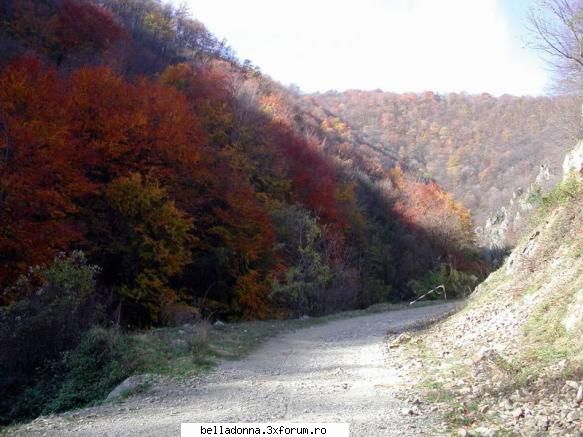 Hai sa petrecem(9)... - Crina - Cufarul cu subiecte