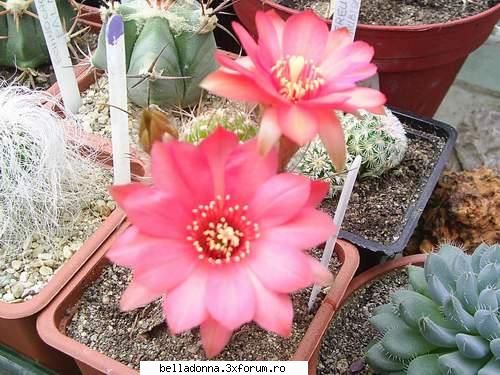 Hai sa petrecem(9)... - foarte frumoase toate floricelele - Cufarul cu subiecte