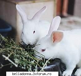 Haideti sa petrecem....(4) - Crina - Cufarul cu subiecte