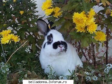 Haideti sa petrecem....(4) - IuLiAnA - Cufarul cu subiecte