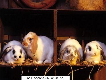 Haideti sa petrecem....(4) - IuLiAnA - Cufarul cu subiecte