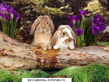 Haideti sa petrecem....(4) - IuLiAnA - Cufarul cu subiecte