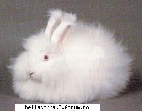 Haideti sa petrecem....(4) - Crina - Cufarul cu subiecte
