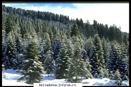 Haideti sa petrecem....(4) - mirelusa - Cufarul cu subiecte