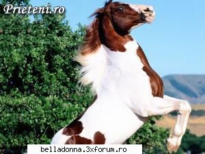 Haideti sa petrecem...(5) - Crina - Cufarul cu subiecte