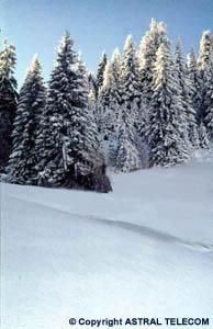 Haideti sa petrecem...(5) - Crina - Cufarul cu subiecte