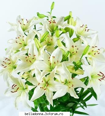 Intanlirea dintre Belladonna!! - Mary,o familie frumoasa si fericita.Sa fiti - Cafeaua zilnica